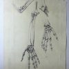 „Knochenstudie Hand/Arm (8597)“ von Ernst Gock (Abbildung 2)