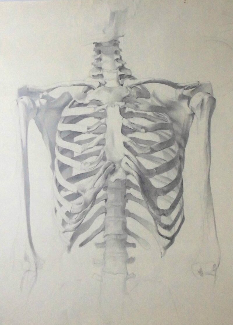 Abbildung 1: „Knochenstudie Brustkorb (7504)“ von Ernst Gock