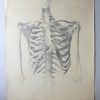 „Knochenstudie Brustkorb (7504)“ von Ernst Gock (Abbildung 2)