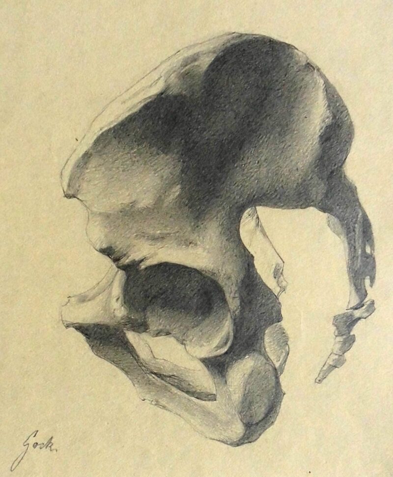 Abbildung 1: „Knochenstudie Becken (7346)“ von Ernst Gock