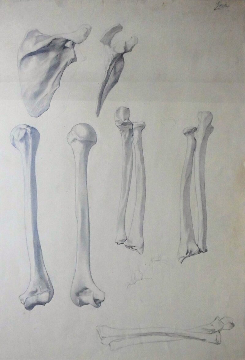 Abbildung 1: „Knochenstudie (6919)“ von Ernst Gock