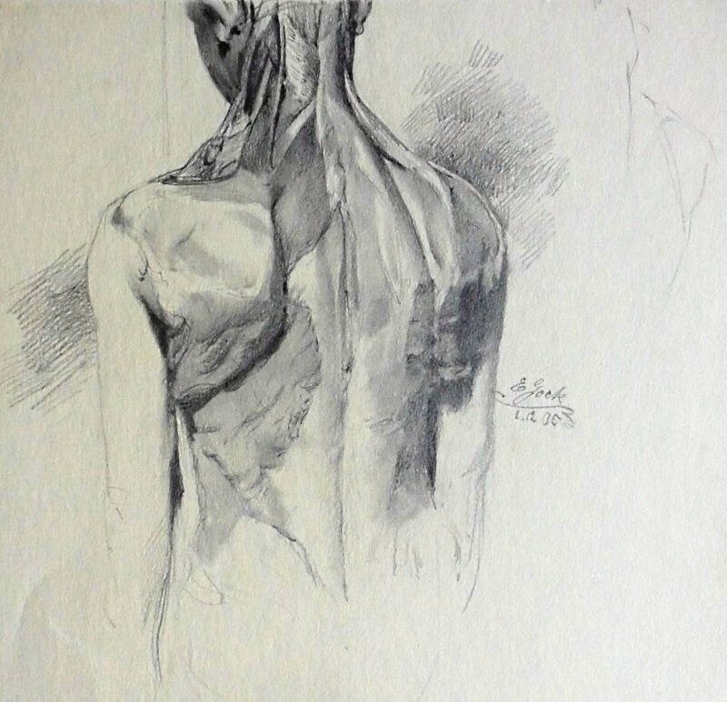 Abbildung 1: „Schultermuskeln ()“ von Ernst Gock