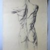 „Muskelstudie Rücken (7513)“ von Ernst Gock (Abbildung 2)