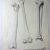 „Knochenstudie (8598)“ von Ernst Gock (Abbildung 2)