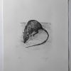 „Ratte“ von Volker Scharnefsky (Abbildung 2)
